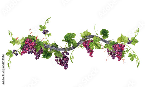Bunch of grapes with leaves on old vine isolated on transparent background. Hand drawn watercolor illustration. Perfect for frame and card borders.