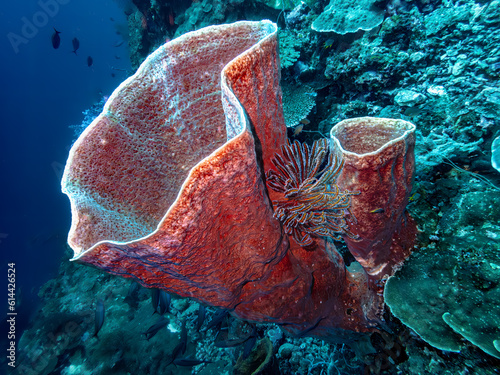 Bild auf Leinwand Underwater Sulawesi Togean