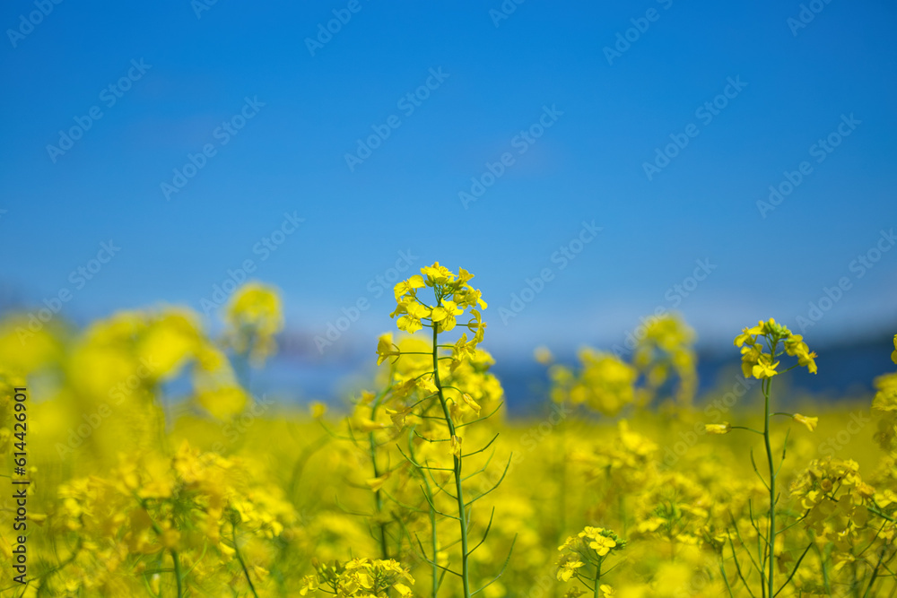 青空のもとの菜の花 青空のもとの菜の花