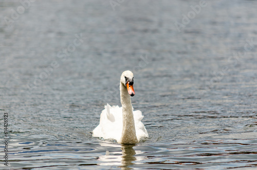 Majestic swan floating on a water surface