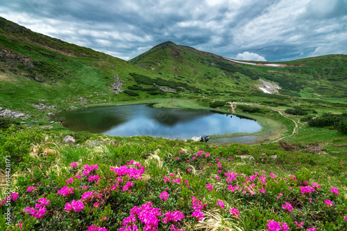 Lake Nesamovyte in Ukraine. Rhododendron flowers in the Carpathians. Mountain lake. © Andrii Marushchynets