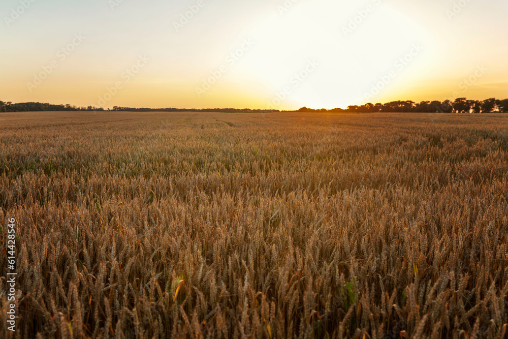 Wheat field in sunset light. Cultivation of cereal crops. Space for text.