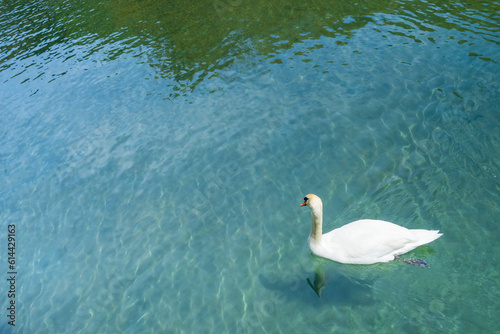 Fototapeta Naklejka Na Ścianę i Meble -  北海道、洞爺湖の白鳥