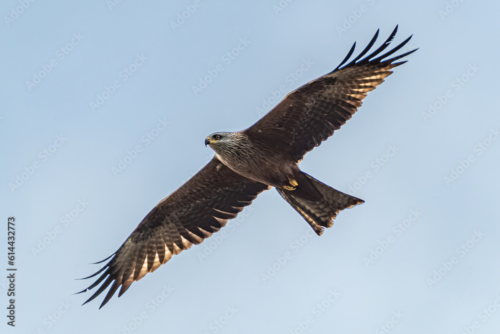 Obraz premium Schwarzmilan