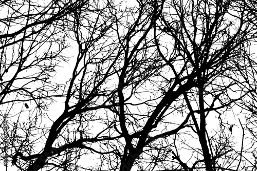 Tree branch silhouette on transparent background