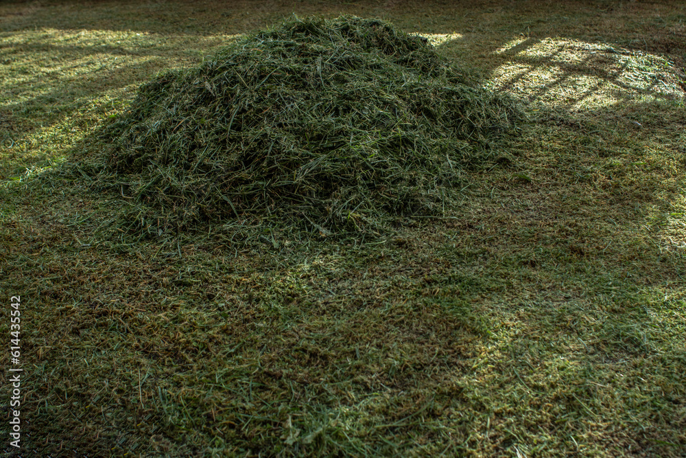 Cut grass in the garden Cut grass in the garden