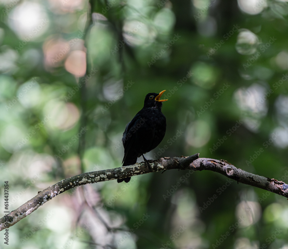 Fototapeta premium a blackbird sings on the branch