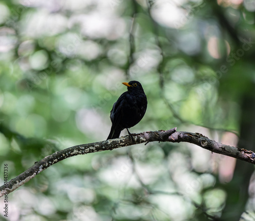 a blackbird sits on the branch