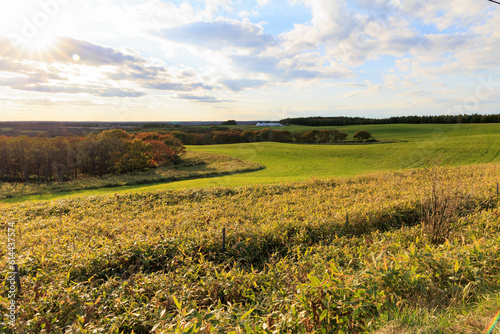 夕日に染まる広大な放牧地「秋の北海道」 photo