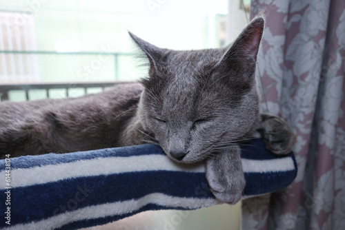 Gray cat sleeping on window perch
