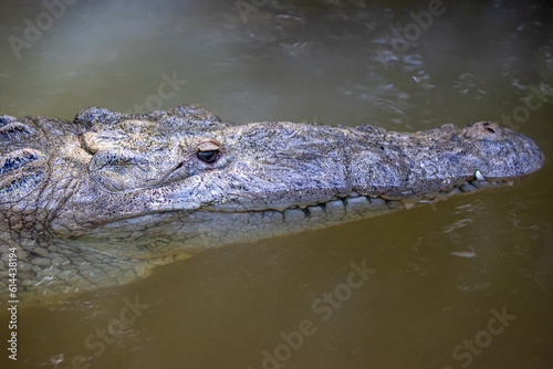 Krokodyl w meksyk riolagartos