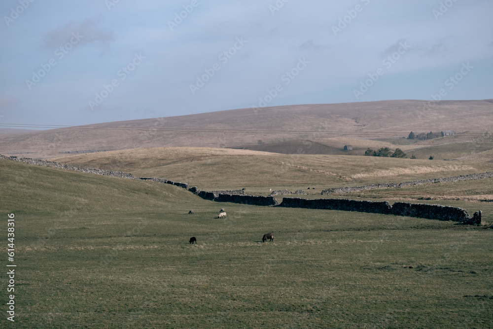 Obraz premium animals on the field