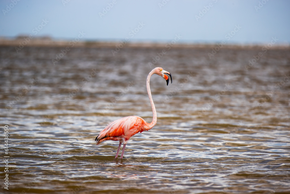 Fototapeta premium Flaming w Meksyku w Rio Lagartos