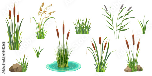 Reeds on white. Set of elements of tall marsh grass with cattail. Vector illustration of lake vegetation. River thickets