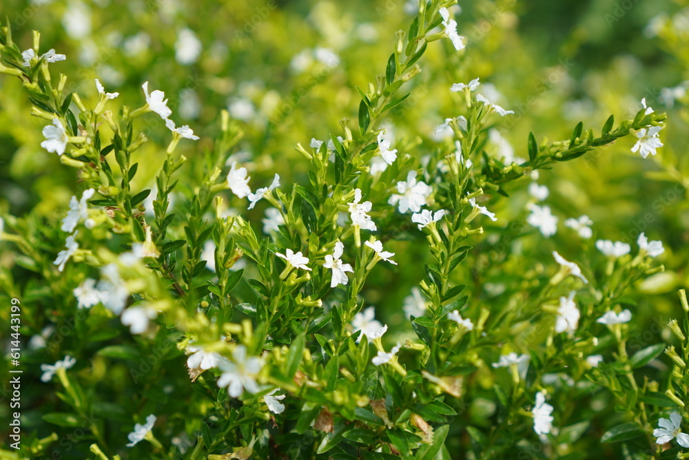 flowers flowers
