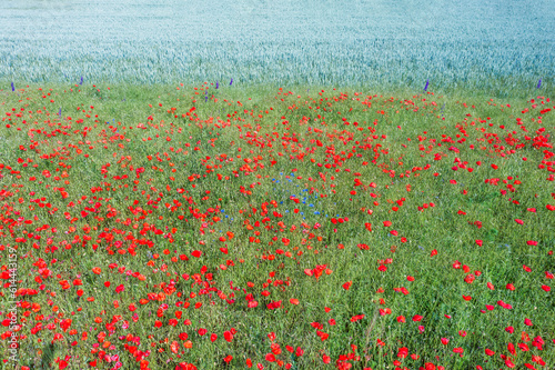 Bird's-eye view of a blooming poppy field in Rheinhessen/Germany near Flonsheim