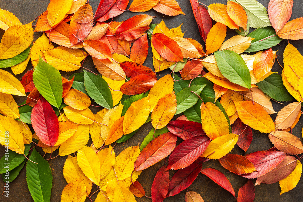 Autumn background with cherries leaves, green to yellow and red leaves, the transition from summer to fall, the change of natural seasons, Thanksgiving Day