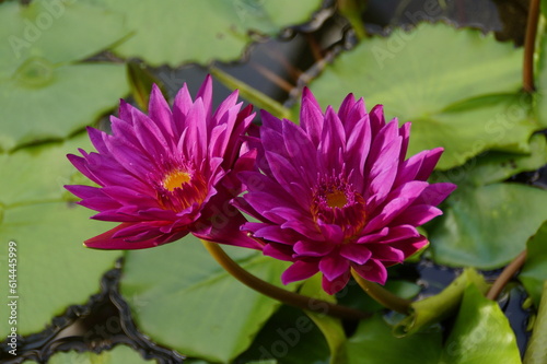 fuchsia colored exotic water lilies in the pond in the rain forest 
