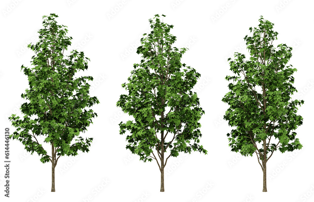 Green liquidambar formosana trees on transparent background, outdoor plants, maple tree, 3d render illustration.