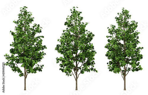 Green liquidambar formosana trees on transparent background  outdoor plants  maple tree  3d render illustration.