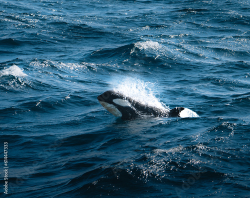 Orca Killer Whale Calf surfaces in Antarctica, Greenland. © Mathias