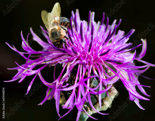 2023 06 16 Abeille butinant un Centaurée des Alpes