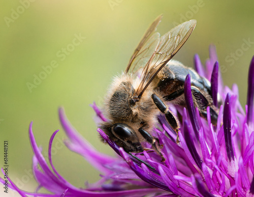 2023 06 16 Abeille butinant un Centaurée des Alpes