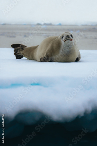 Crabeater seal, lobodon carcinophaga, in Antarctica resting on drifting pack ice or icefloe between blue icebergs. Global warming and climate change concept. Freezing sea water landscape in the photo