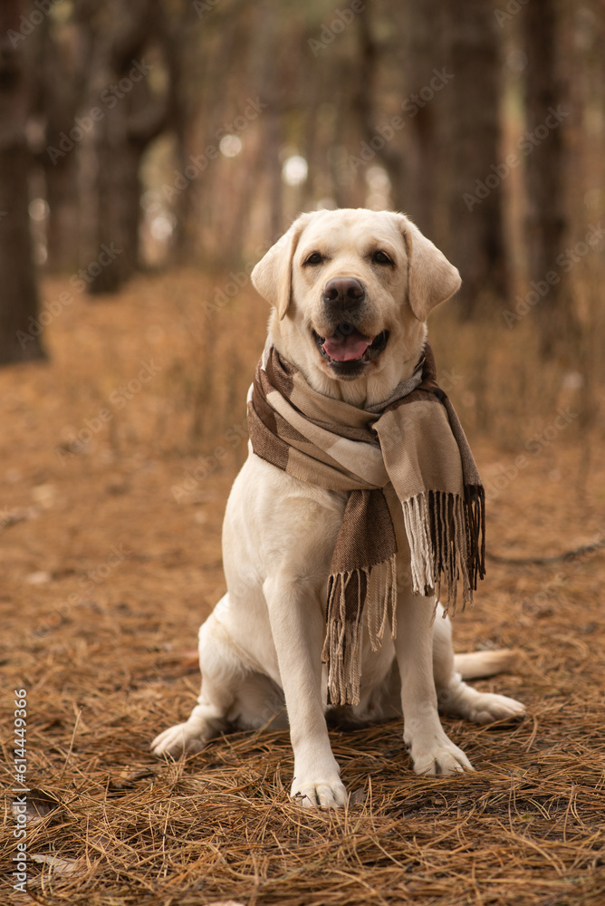 Labrador in the autumn forest with a scarf around his neck.