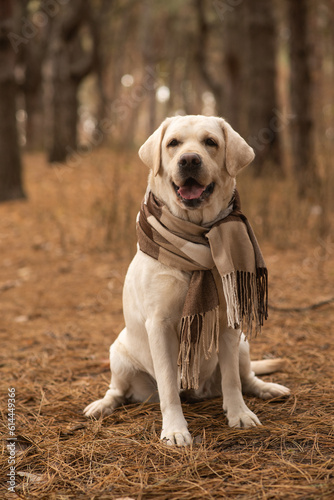 Labrador in the autumn forest with a scarf around his neck.