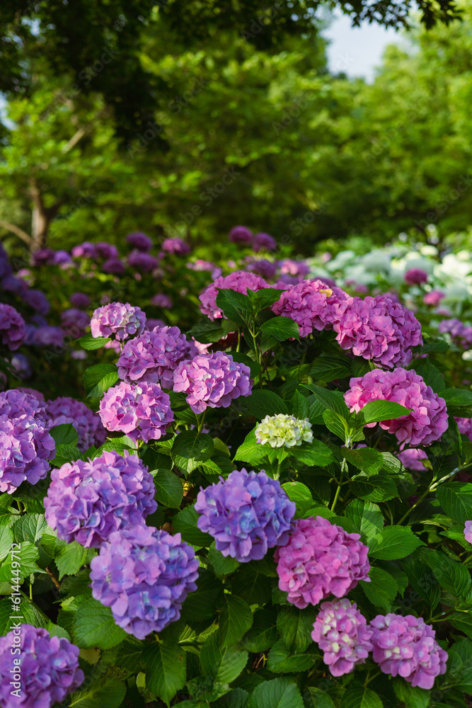紫陽花 紫陽花