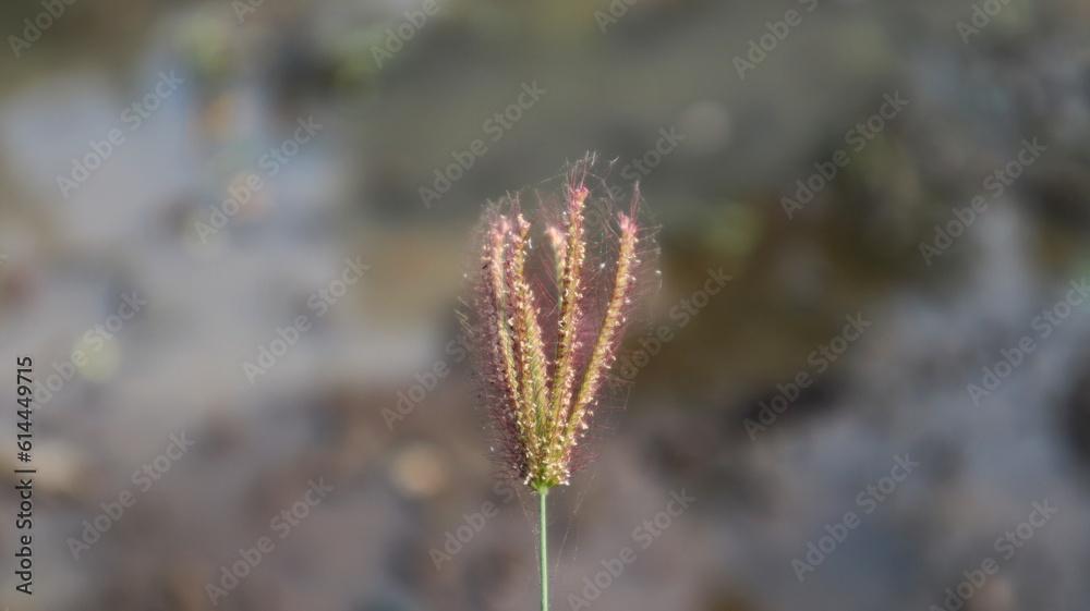 Obraz premium The flower of Chloris virgata is a species of grass known by the common names feather finger grass feathery Rhodes-grass and feather windmill grass.