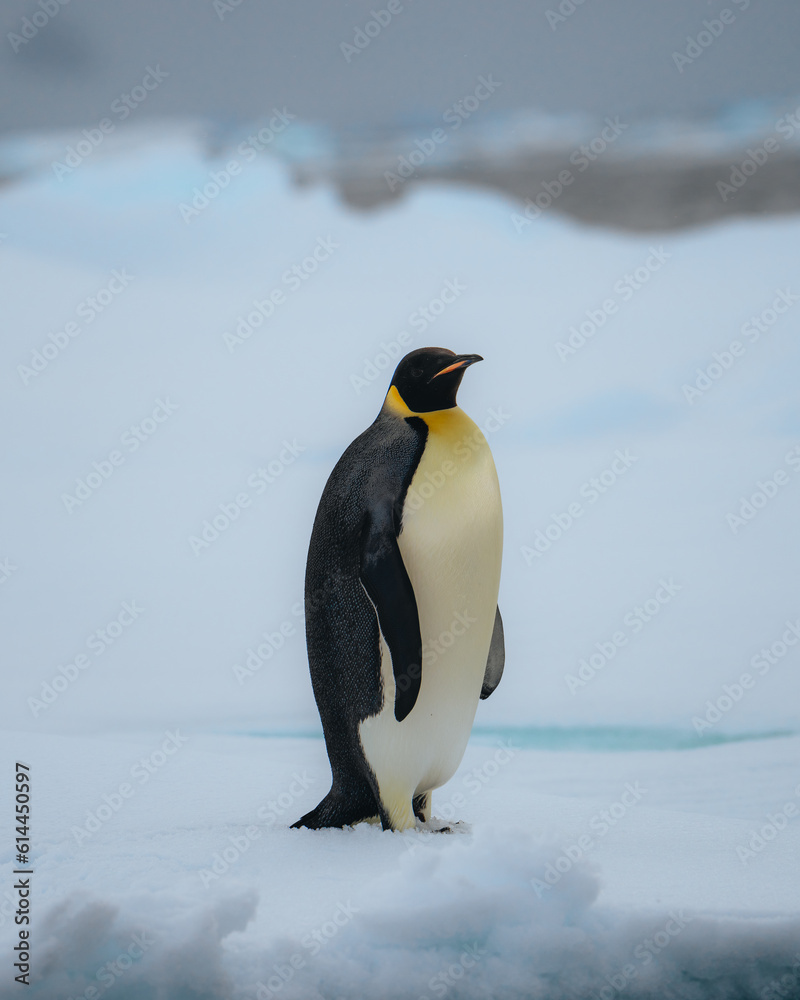 Fototapeta premium Emperor penguin in Natarctica standing and walk on snow