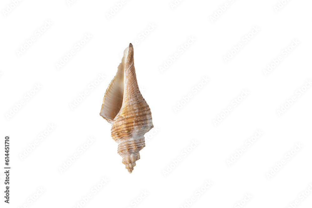 Seashell of various shapes . Isolate on white. PNG Seashell of various shapes . Isolate on white. PNG