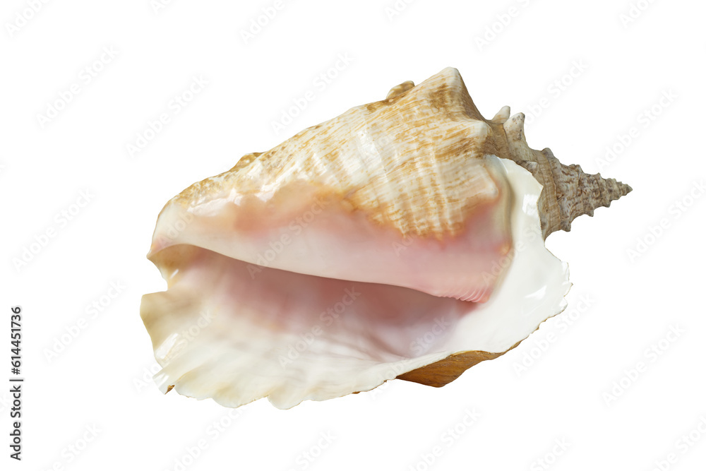 Seashell of various shapes . Isolate on white. PNG Seashell of various shapes . Isolate on white. PNG