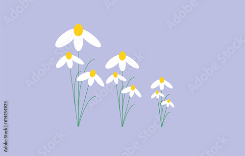 Chamomile flowers on a purple background