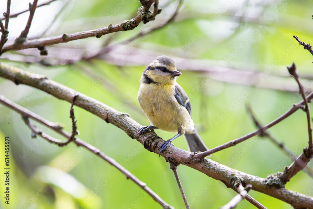 A blue tit (Cyanistes caeruleus) sitting on a branch A blue tit (Cyanistes caeruleus) sitting on a branch