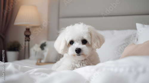 Cute white Maltese puppy in bed on a bed in a home interior.