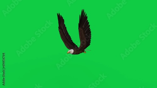 American bald eagle flying and gliding on green screen. 3D rendered loop animation.