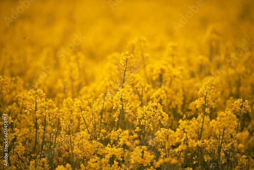 Rapeseed field agriculture landscape. Canola field and blue sky in background. Agriculture rapeseed field photo