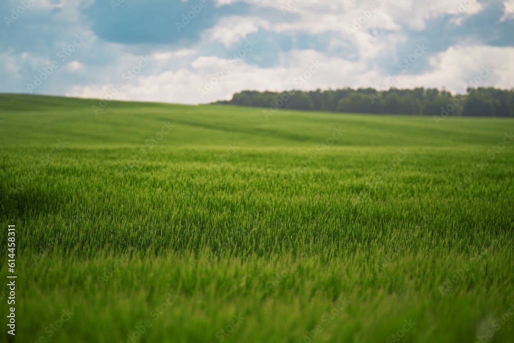 Agricultural land under a beautiful sky at sunrise. Rural areas and countryside in the morning.