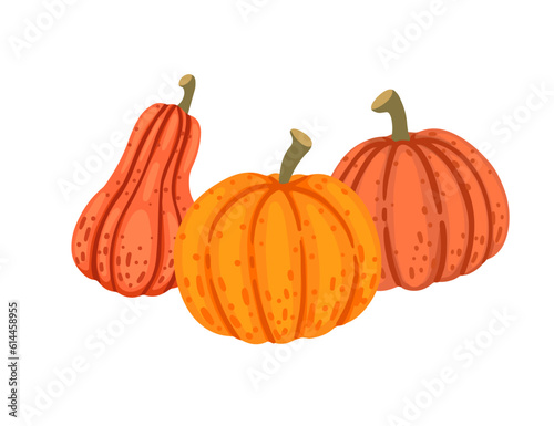Orange pumpkins seasonal vegetable vector illustration isolated on white background photo