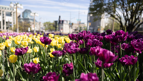 Bed of purple and yellow tulip in bloom during the Ottawa tulip festival with buildings and white clouds over a blue sky in the background