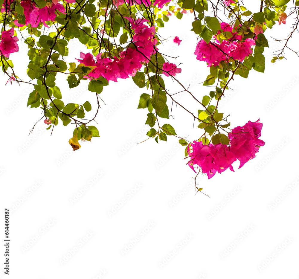 Fototapeta premium Bougainvillea flower plants on transparent background