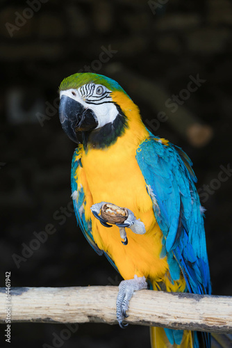 Portrait of a blue yellow macaw parrot 