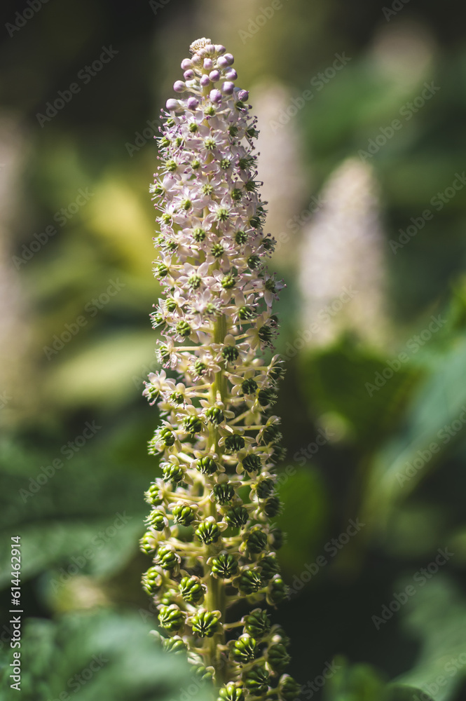 szkarłatka duża roślina ozdobna zwana alkiermes (Phytolacca) w ogrodzie wśród zielonych dużych liści