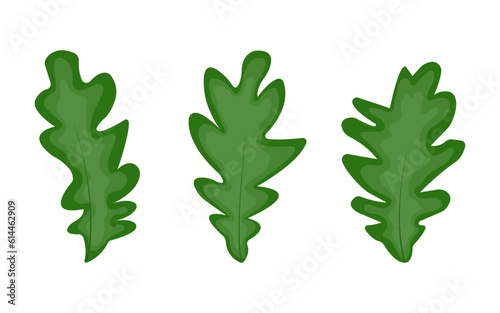 Set of summer green oak leaves on a transparent and white background. Close-up isolated elements for design decoration. Natural vector illustration, icon.