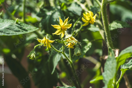 kwitnące pomidory z żółtymi kwiatami na krzewie