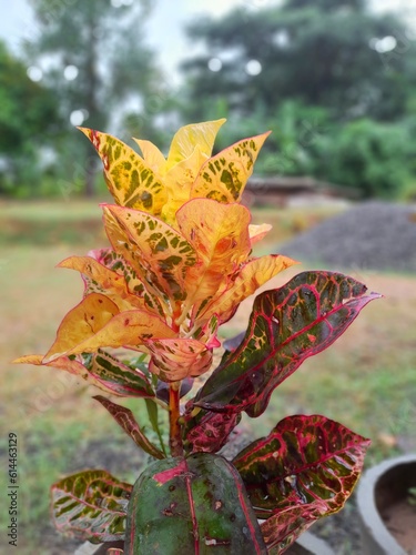 Colorful Croton Leaves Background. | red croten | beautiful flowers in sri lanka  photo