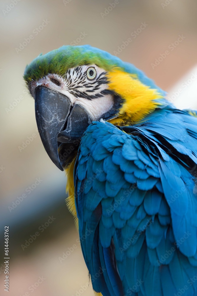 Portrait of a blue yellow macaw parrot 